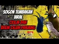 Download Lagu MASTERAN SOGON‼️ TEMBAKAN VIRAL CILILIN DAN BREM CIGUN #sogon #sogongacor #sogokontong