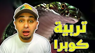طريقة تربية الكوبرا وكل شي بتحتاجه للعناية فيه                      دندنها