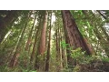 Download Lagu Experience the Magic of Redwood National Park | Short Film Showcase