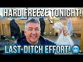 21 F Freeze Coming TONIGHT My Last-Ditch Effort to Save Our Fruit Trees