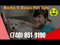 Revive Your Pet s Look with the Best Pet Grooming Chillicothe OH 45601