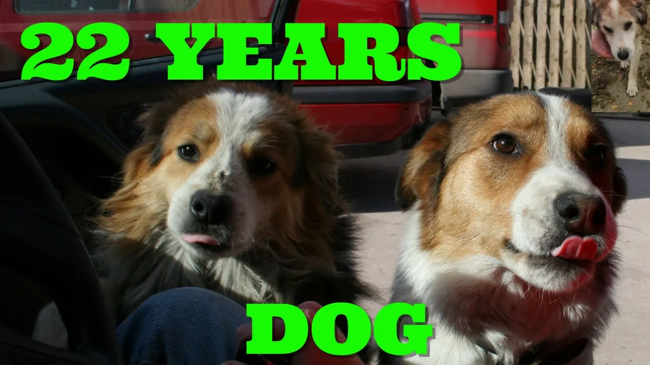 Amazing Guinness world record Oldest Dog 224 Years I know in 2021 | ShutterBug Infinity