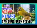 Download Lagu Masteran Pleci Tembakan Wit Wit Kenari Sejalur Sambung Bren Ciblek
