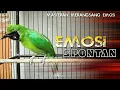 Lagu 🔴EMOSI SPONTAN‼️CUCAK IJO GACOR JAMTROK FULL NYECRET