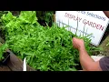 Introducing 'Sandy' Oak Leaf Lettuce for Your Garden: Flower  & Vegetable Profiles