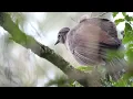 Australian bird calls and songs - Sounds of the Australian Bush