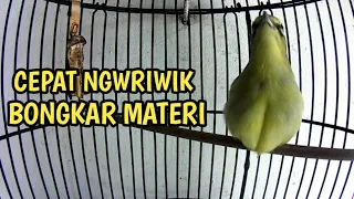 pancing pleci ngeriwik halus dan ngeriwik kasar cepat bongkar isian