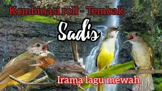 Download Prenjak ngetir vs Kapas tembak vs Cucak jenggot vs Ciblek || Masteran Kombinasi Burung Juara MP3