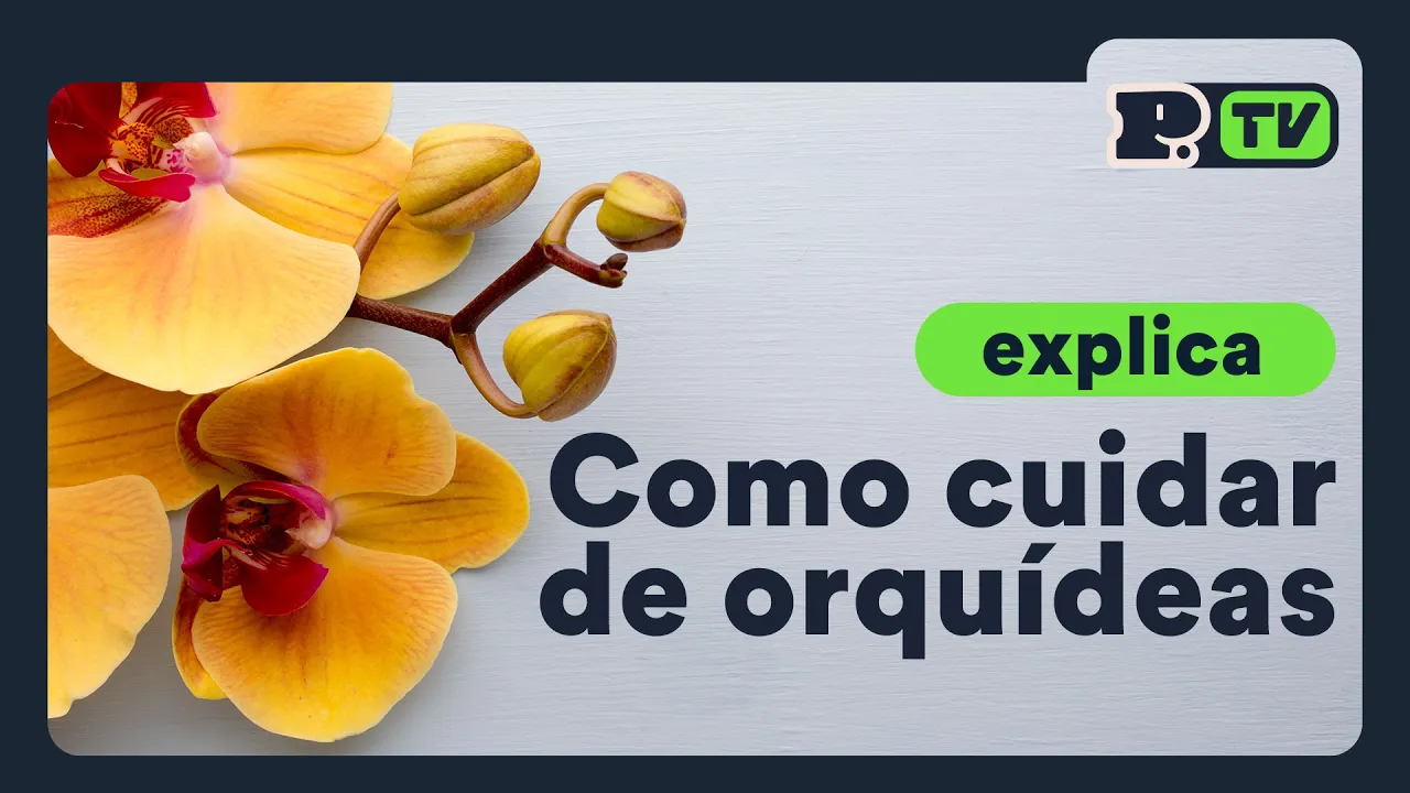 COMO CUIDAR DE ORQUÍDEAS?