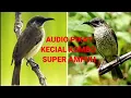 Download Lagu AUDIO PIKAT KECIAL KOMBO  SUPER AMPUH