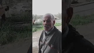 ضحك حتى لموت معى لماصو شلفي 