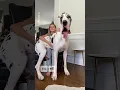 Download Lagu Great Dane Puppy ➡️ GIANT #greatdanes #barked #shortfeed #cutepuppies