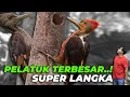 Download Lagu BURUNG PELATUK TERBESAR KE-3 DI DUNIA MASUK KE AVIARY DEHAKIMS 🙀