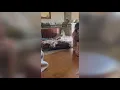 Pig prank gone wrong My 2 Cents