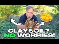 How I Grew 150 Fruit Trees in CLAY Soil Yes It Works