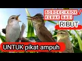 Download Lagu SUARA KERAKBASI/ BOROKCIKROK  RIBUT UNTUK PIKAT AMPUH