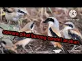 suwara pikat burung cendet anakan