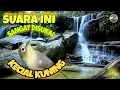 Download Lagu Suara koloni kecial kuning di air terjun ll terapi \u0026 pancingan terbaru kecial #naturalsound #nature