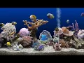 Download Lagu Aquarium Jazz - Great jazz with swimming fish