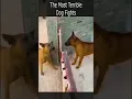 Download Lagu The Most Terrible Dog Fights