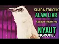 Lagu Suara PANGGILAN TRUCUK LIAR ‼️ PALING D SUKAI LAWAN TRUCUKAN, APAPUN TRUCUK MU PASTI NYAUT NGROPEL