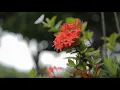 Beautiful Relaxing Music for Stress Relief • Meditation Music, Sleep Music | Ambient Study Music.