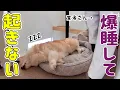 Download Lagu 業者さんが来ても全く起きないシニアコーギー