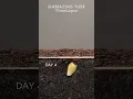 Download Lagu Growing Orange Tree from seed #timelapse #plants