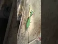 Praying Mantis Parasites Removal ft with KarabawMonster