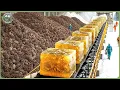 Lagu Inside a Massive Modern Pine Processing Factory — Resin, Pine Nuts \u0026 Tree Harvesting