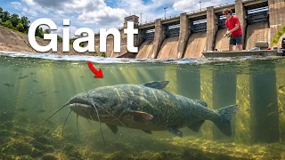 I Investigated the Giant Fish Nobody Can Catch!