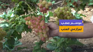 لا يصلون إلى أراضيهم إلا لساعات محدودة.. معاناة مزارعي العنب في الخليل