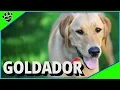 Goldador Dogs 101 Golden Retriever and Labrador Retriever Mix