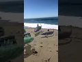 Shark Attacks in Laguna Beach