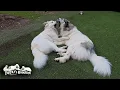 Download Lagu ベルの機嫌をうかがいながらひとりで遊んだり絡んだりするリリーです　Great Pyrenees　グレートピレニーズ