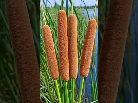 Don’t Eat This Plant Without Knowing THIS First! #shorts #plants #farming