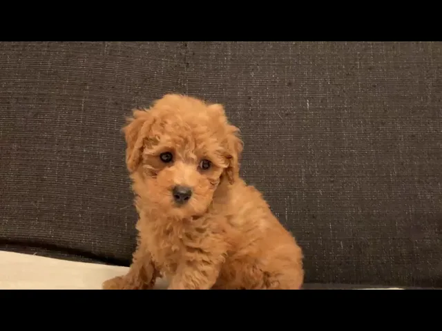 動画