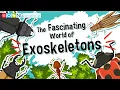 The Fascinating World of Exoskeletons