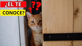 ¿Él Te CONOCE? 6 Cosas Que tu GATO Sabe Sobre TI