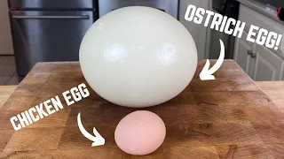 The Ostrich Egg Exploded Before I Could Slice It Shorts 
