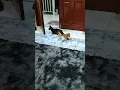 😺
