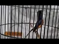 Download Lagu obral di siang bolong kita obral semua jenis burung