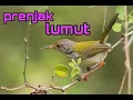 Download Lagu Suara prenjak lumut betina untuk mancing jantan bunyi