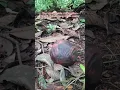 Download Lagu Bunga Raflesia Langka Yang di Temukan di Hutan Sumatera Barat #fyp #bungarafflesia #hutan #funny