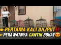 Download Lagu PERTAMA KALI DILIPUT‼️KENARI LANTAI 2 JUAL BURUNG GACOR, PROSPEK LAPANGAN DIRAWAT CEWEK CANTIK BOHAY