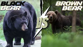 bear knuckle fight black vs brown bear