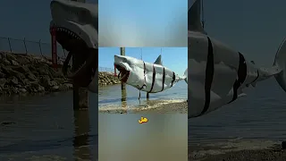 وخز العين يساعد في الهروب من سمكة قرش         دندنها