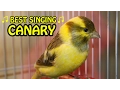 Download Lagu Suara Burung Kenari Berkicau Yang Terbaik | Lagu Melodi Burung Kenari | Video Pelatihan