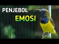 Download Lagu PENJEBOL EMOSI SOGON, PANCINGAN AMPUH BIKIN SOGONMU JEBOL EMOSI GACOR