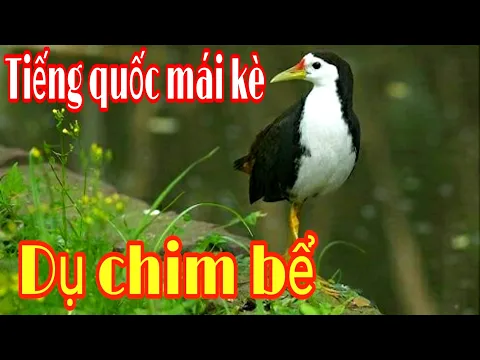 Download MP3 Tặng anh em tiếng quốc mái kích bổi cực hăng